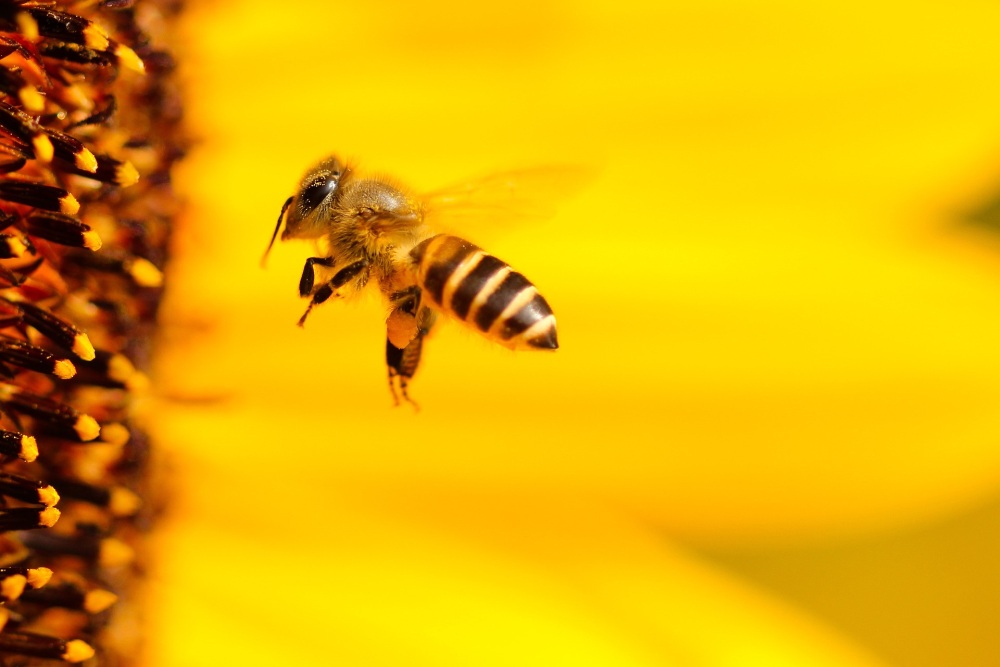 bee-1948684_1920