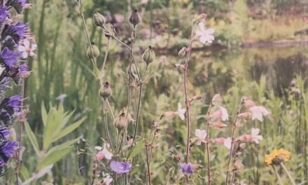 Wie lege ich eine Blüh­wie­se&nbsp;an?