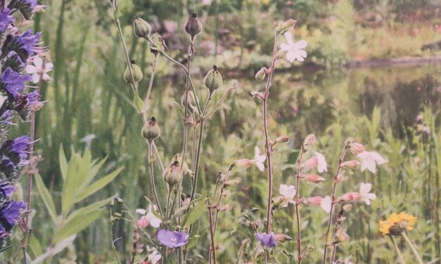 Wie lege ich eine Blüh­wie­se&nbsp;an?